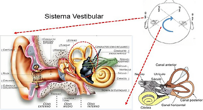 sistema-vestibular-1
